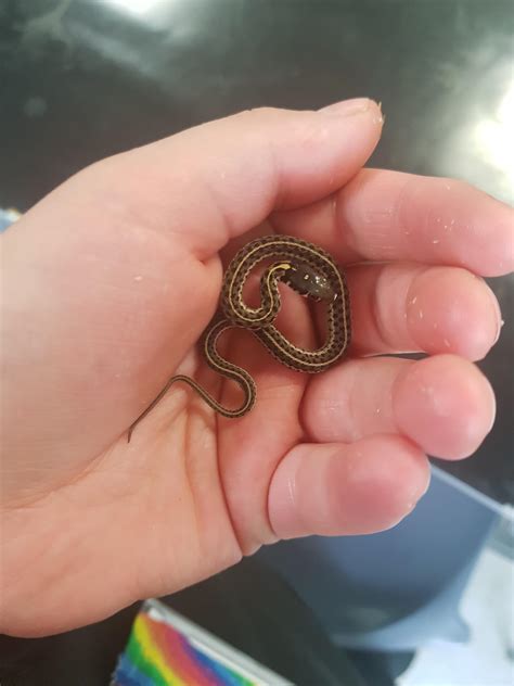 Cute Newborn Baby Snake