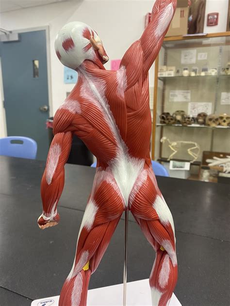 Posterior Muscles Diagram | Quizlet