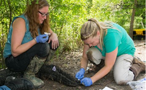 ECOL - Alligator Research & Education Giving Page - Alumni, Donors ...