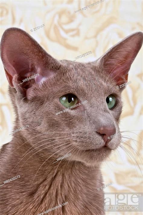 Oriental Shorthair, Stock Photo, Picture And Royalty Free Image. Pic ...