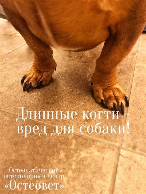 Длинные когти у собак. Это хуже, чем Вы думали! | Остеовет ...