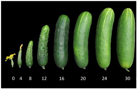 Different Cucumber Sizes at Sophia Hoff blog