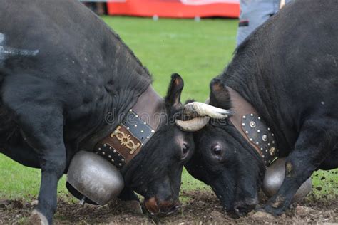 fighting cattle egret stock image image  land animals