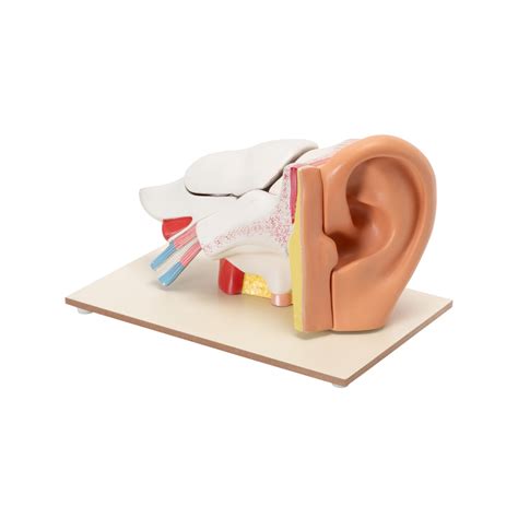 HUMAN EAR MODEL (6 TIMES ENLARGED) - Scientific Lab Equipment ...