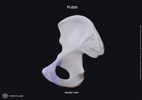 Pubic bone | Encyclopedia | Anatomy.app | Learn anatomy | 3D models