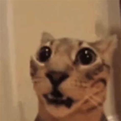 Goofy cat friday – Artofit