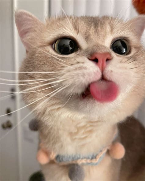 Why some businesses still prioritize their omaha phone book listing 23