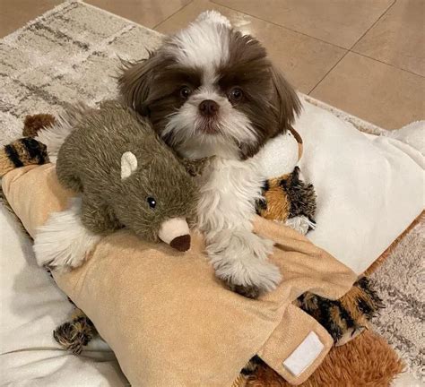 15 Photos Of Adorable Shih Tzu Puppies That Make Everyone's Heart Melt ...