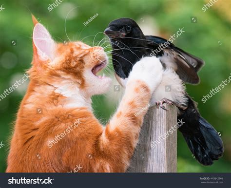 cat catches prey images stock  vectors shutterstock