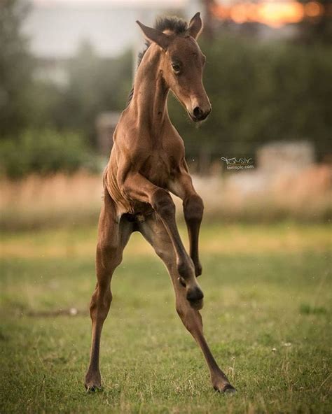 tomspic fohlen pferde fotografie pferde hintergrundbilder