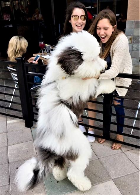 Sheepadoodle - Designer dog breed - Sheepadoodles - Poodle Old English ...