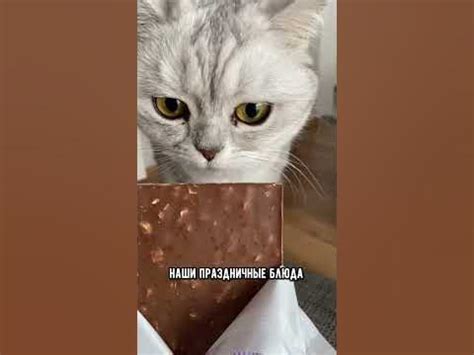 Как обезопасить котика в Новый год #кот #кошка #shorts - YouTube