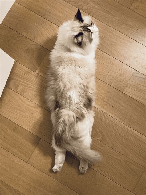 cats splooting 6