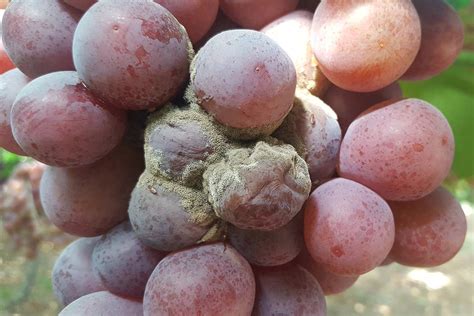 Botrytis en vid - SEIPASA