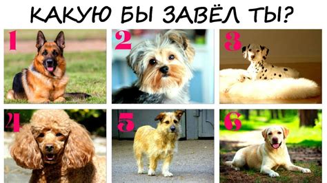 Интересный ТЕСТ! Собака, которую ты выберешь расскажет ВСЁ о тебе ...