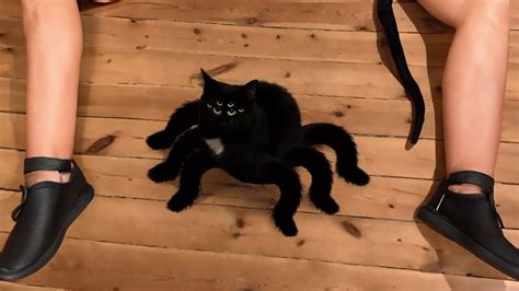 MELHORES MEMES DE GATO COMPILAÇÃO V1 - YouTube