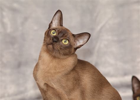 Hypoallergenic Cat Breeds Don’t Exist, But Here 15 Low-Shedders - PureWow