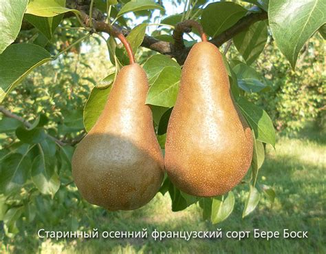 Лучшие сорта груш: фото с названием и описанием, отзывы