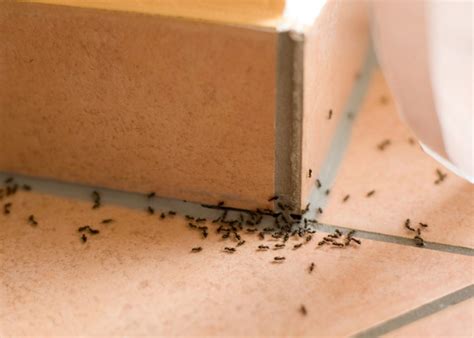 5 Stealthy Ways To Boot Out Ants From Your Home For Good