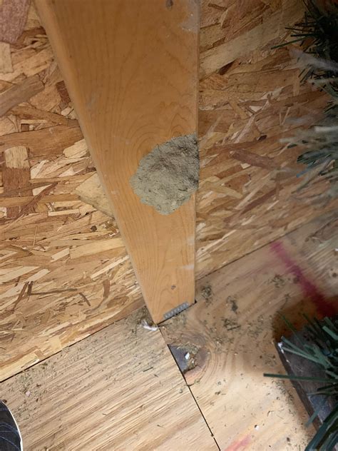 how to get rid of mud daubers 1
