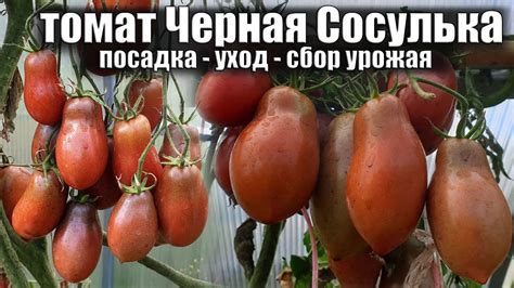 СОСУЛЬКА ЧЁРНАЯ / Сладкий вкусный томат / Посажу в 2023 году - YouTube
