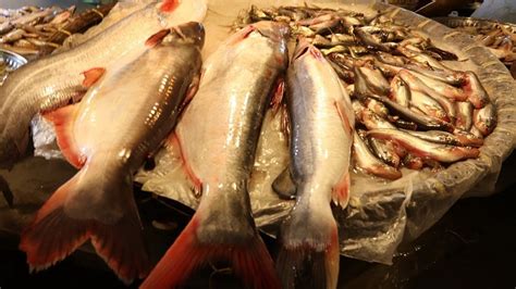 Рыба пангасиус🐟: фото и описание. Как выглядит пангасиус👍, чем питается ...