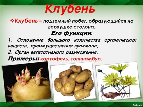 Какая разница между клубнем и клубеньком? | Ответы Mail