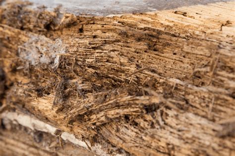 Common Wood Defects: Types of Lumber Issues | Decks.com