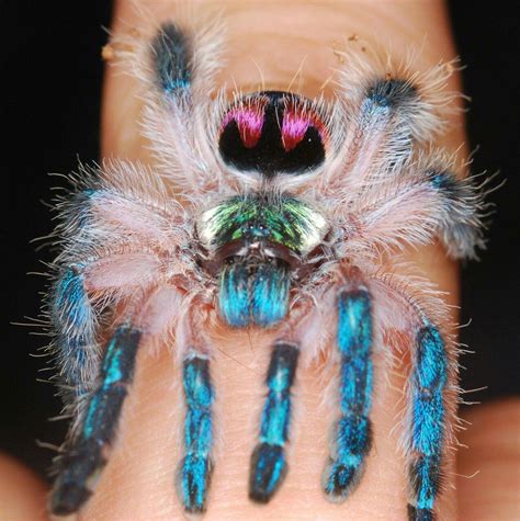 Entomophile | Pet tarantula, Spider species, Spider