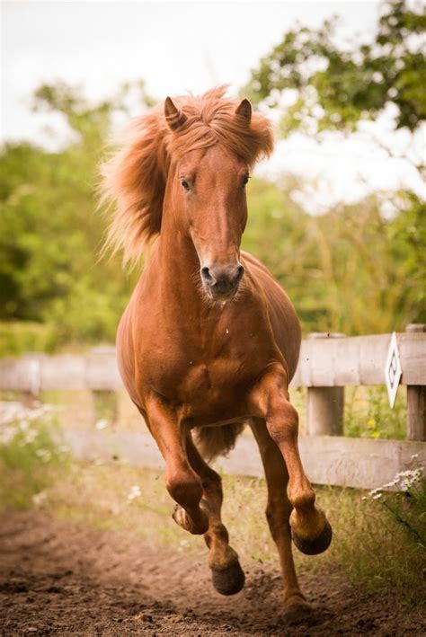 Коня на скаку | Caballos, Pinturas, Animales