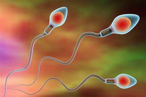 Spermidin: Entdeckte Sperma-Substanz schützt vor potenziell tödlichen ...