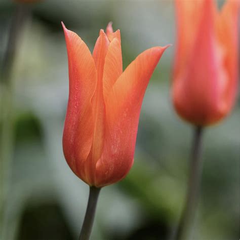 Tulip 'Ballerina' - Blom Plants