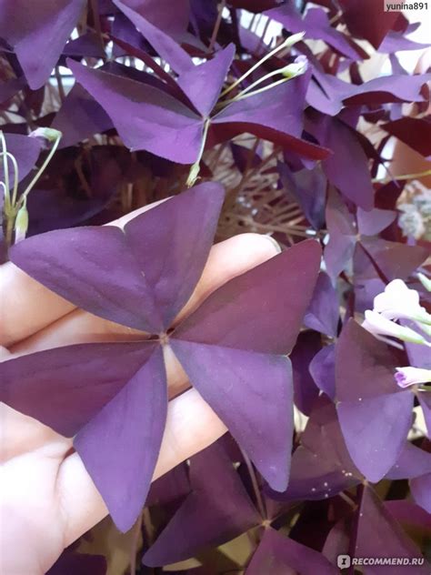 Кислица треугольная (Oxalis triangularis) - «Моя любимица» | отзывы