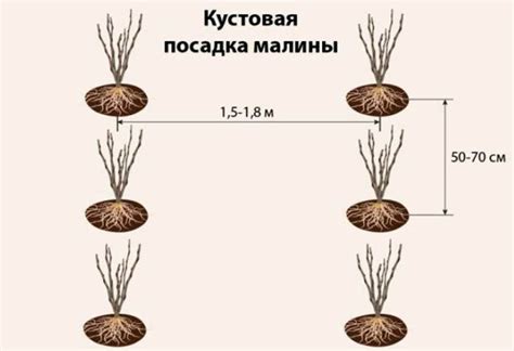 Как сажать малину осенью — пошаговая инструкция правильной посадки малины