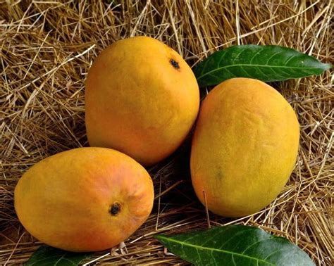 alphonso mango  ratnagiri alphonso mango
