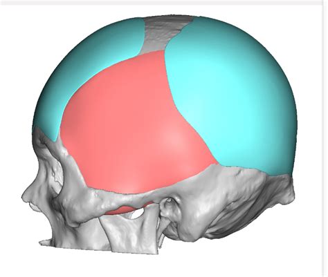 Plastic Surgery Case Study - Lengthening The Brachycephalic Head Shape ...