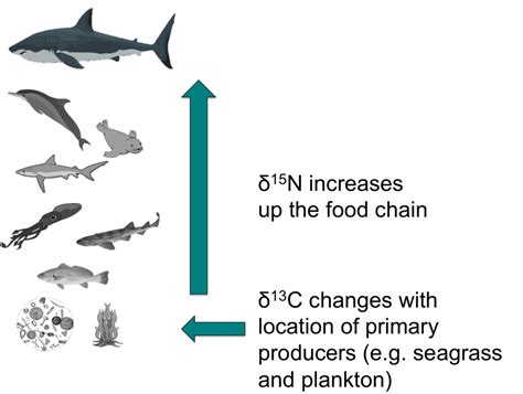 Taking Tiny Pieces of the Great White Shark - SharkStuff
