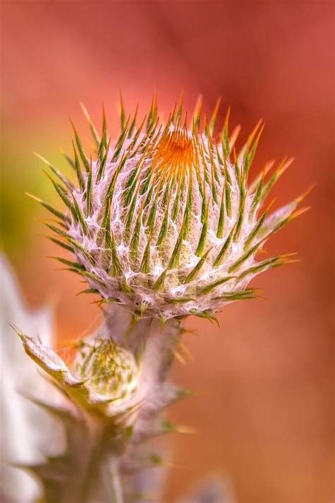 Чертополох (кникус) лечебные свойства | Plants, Flowers, Dandelion