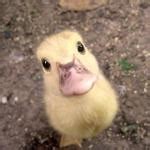 meme generator imgflip