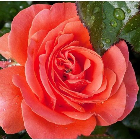 Роза чайно-гибридная Валентина | Flowers, Plants, Rose