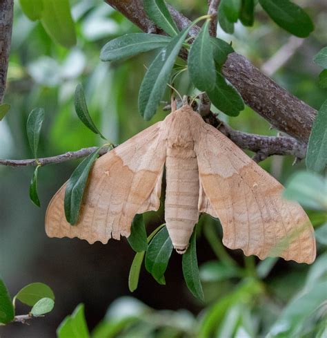Family Sphingidae (Sphinx Moths, Hawkmoths) | Butterflies and Moths of