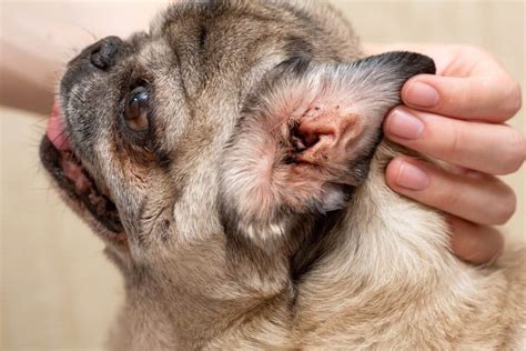 black stuff   dogs ears  treatments