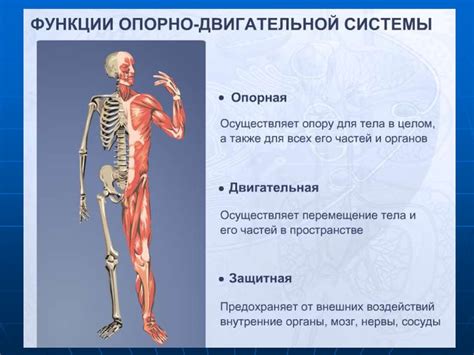 Анатомия и физиология человека - презентация онлайн
