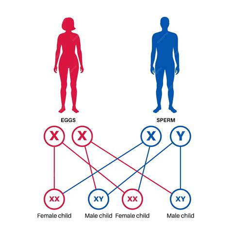 Premium Vector | Sex determination in humans Male and female sperm and