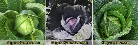 Капуста – королева овощей: все что стоит знать о видах и сортах