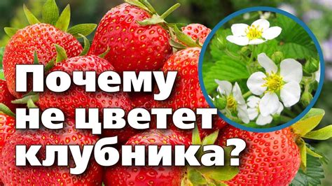КЛУБНИКА НЕ ЦВЕТЕТ И НЕ ПЛОДОНОСИТ. Разбираемся в причинах и ошибках ...