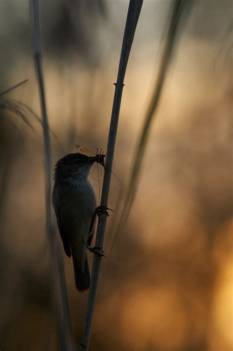 roolind saagiga fotograaf margus mutsfotograaf margus muts