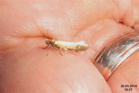 How Carpet Moths Get in Your House + How to Stop Them | Merlin ...
