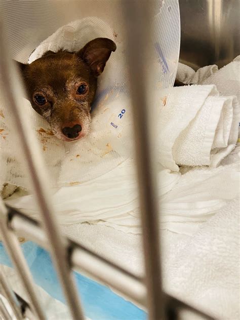 chicago animal emergency 3