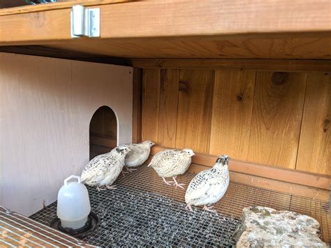 quail coop ideas 7